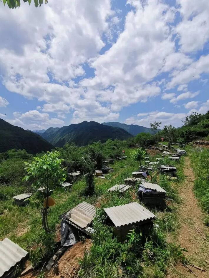 原文相关图片5